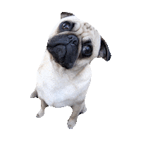 confused dog Sticker