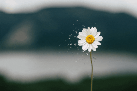 Rudyamon giphyupload flower daisy meadow GIF
