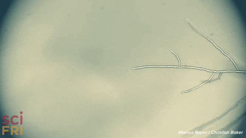growth microscope GIF by Science Friday