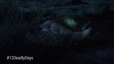 GIF by 12 Deadly Days