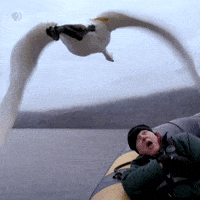 Explore Pbs Nature GIF by Nature on PBS