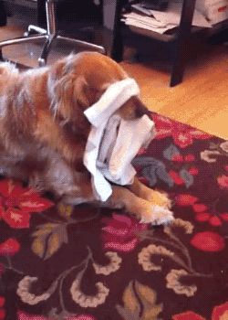 dog sock GIF