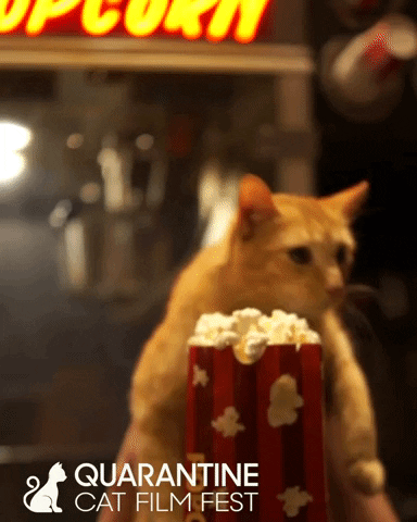 RowHousePGH giphyupload cat cats adorable GIF