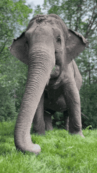 Elephant GIF by Valley Zoo Development Society
