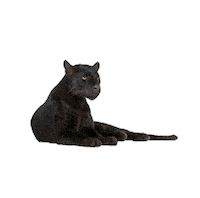 Panthers Opc Sticker by omegaphichi