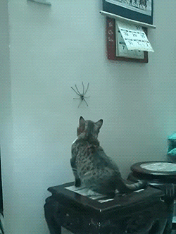 cat spider GIF