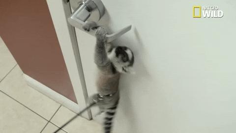 excited nat geo wild GIF by Dr. K's Exotic Animal ER