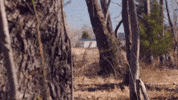 Nothing More Forest GIF by Better Noise Music