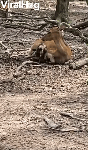 Deer Blocks View of Baby