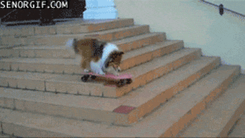 best of week skateboarding animal GIF by Cheezburger