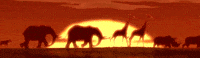 The Lion King Sun GIF