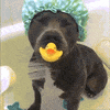 cutie staffy GIF