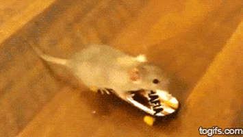 skateboarding mouse GIF