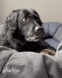 GIF by furkinpetinsurance