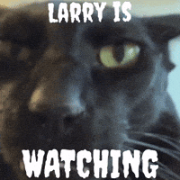 Watching Black Cat GIF