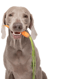 Happy Dog Sticker by Lyka Pet Food