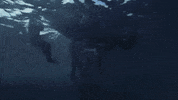 Attack Discovery GIF by Shark Week