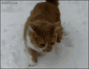 snow faceplant GIF