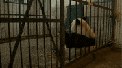 bamboo GIF by Neon Panda MX
