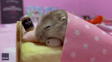 Heavy Night? Hamster Snoozes Beside Miniature Beer Can