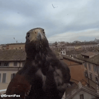 Flying Look Around GIF