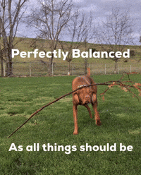 Perfectly Balanced GIF