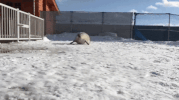 request seal GIF