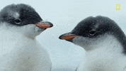 nat geo penguin GIF by National Geographic Channel