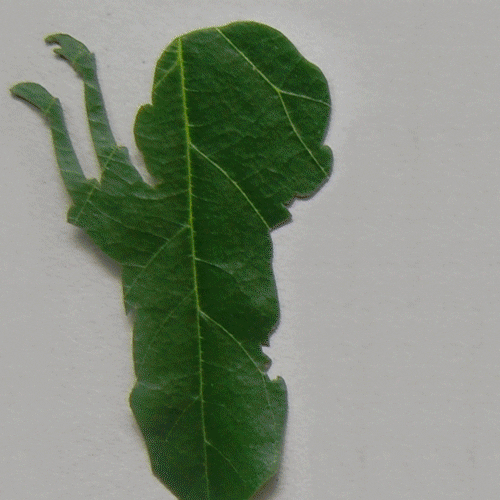 leaf GIF