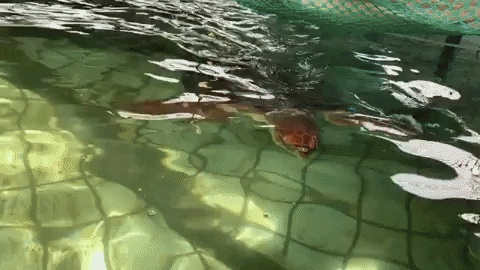 giphyupload loggerhead two oceans aquarium turtle rescue turtle rehab GIF