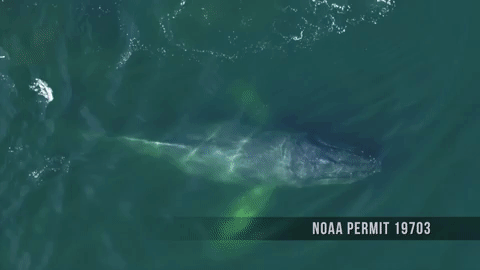 humpback whale water GIF