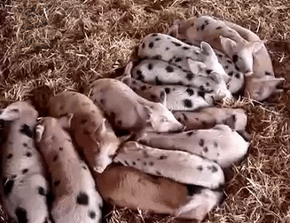 madmoizelledotcom giphyupload GIF
