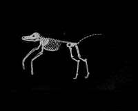 animation experiment GIF by LoupBlaster