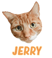 Cat Ginger Sticker