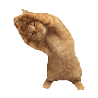 cat kitty Sticker