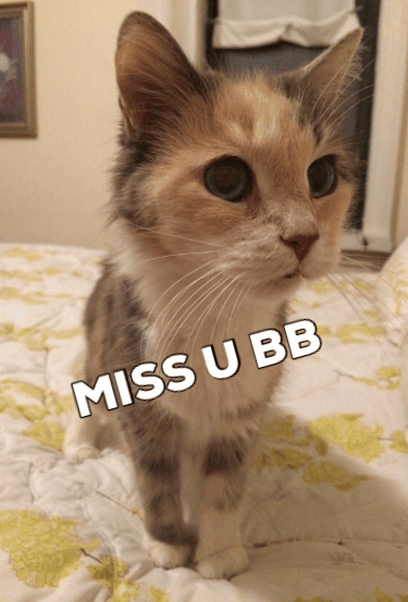 cat sweetie GIF by dan
