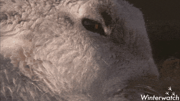 wildlife GIF by BBC Earth