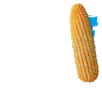 campo agro Sticker by Agroeste