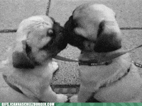 dog kissing GIF