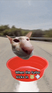 Cat GIF