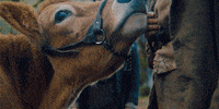 First Cow GIF by A24