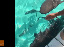 Tourists Pet Sharks at Compass Cay