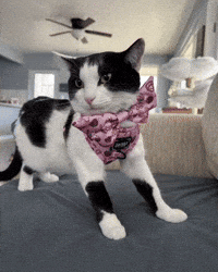 Ai Cute Cat GIF