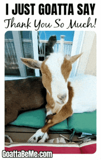 Thank You So Much GIF by Goatta Be Me Goats! Adventures of Java, Toffee, Pumpkin and Cookie!