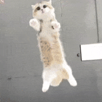 Flutter Pounce GIF