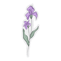 February Iris Sticker