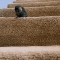 Jump Jumping GIF