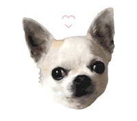 Little Dog Popcorn Sticker by Boombae