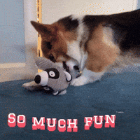 Corgi Milo GIF