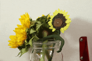 Lazy Sunflower